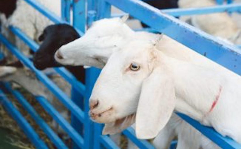 10 Signs of Goats in Heat Backyard Goats